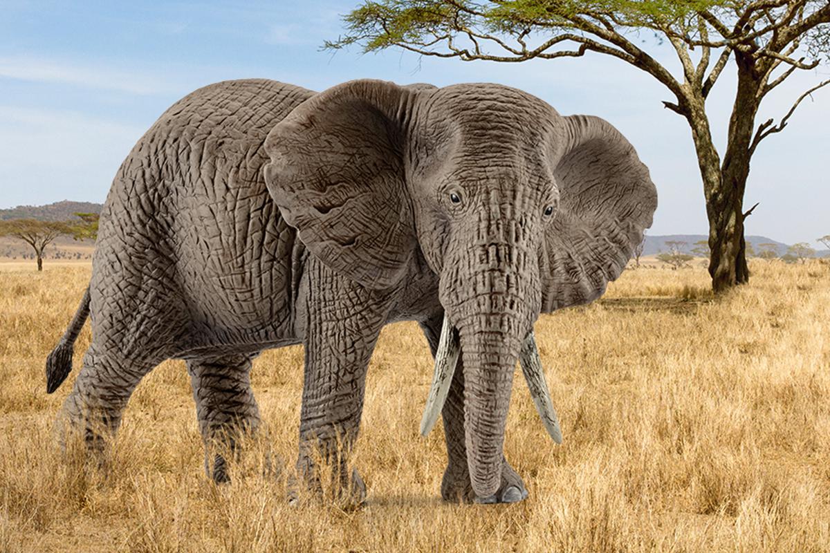 Schleich Wild Life 14762 African Elephant Male 