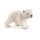 Polar bear cub, walking