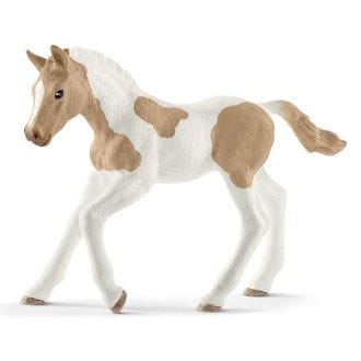 Paint horse foal